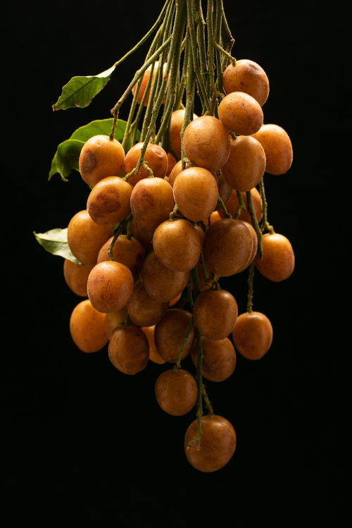 黑底黄皮果特产夏季水果美食摄影图 摄影